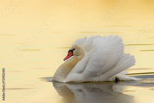 mute swan in beautiful sunrise orange light