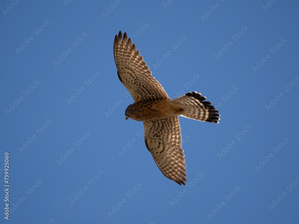 Fototapeta premium Falke