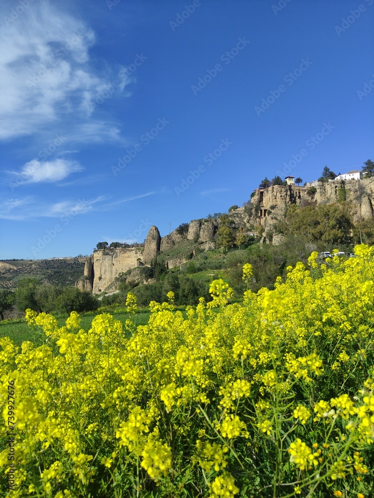 View of Ronda, yellow flowers in spring, vertical.