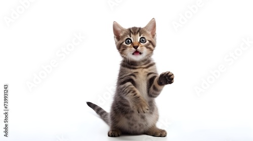Giggling kitten in a playful stance, an adorable scene to enjoy.