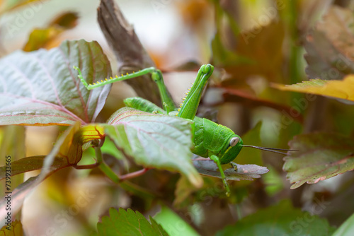 Grasshopper in leaves of plants photo