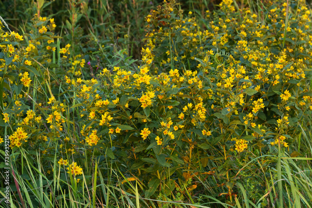Group of Yellow loosestrife flowers on a summer evening in Estonia, Northern Europe