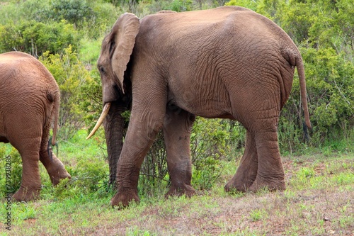 animals on safari