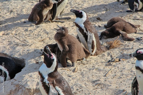 penguins in egypt