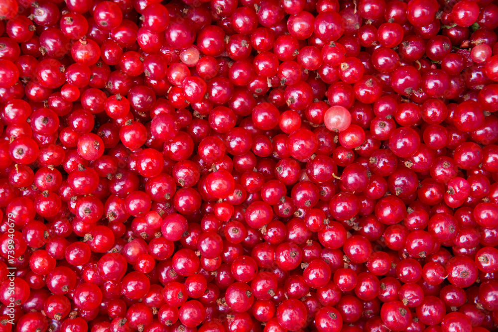 Texture of ripe red currant berries close up. Texture of ripe red currant berries close up.