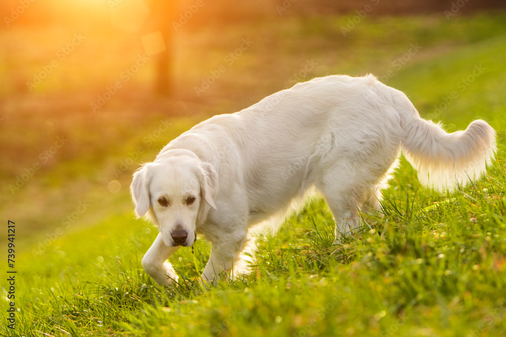 Golden Retriever podczas polowania. Węszenie nosem. Nosework. Pies o zachodzie słońca na zielonej trawie. Ciepły obraz. Psi spacer. Stójka psa - obrazy, fototapety, plakaty 