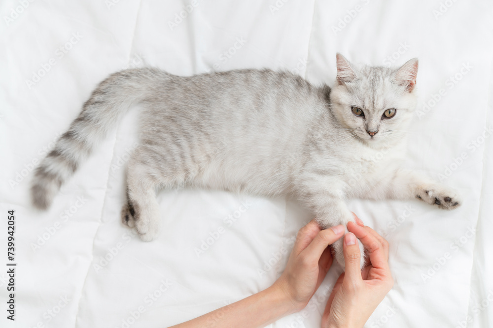 Small Scottish fold kitten lying down on white bed of relaxing with woman hand touch led in home.