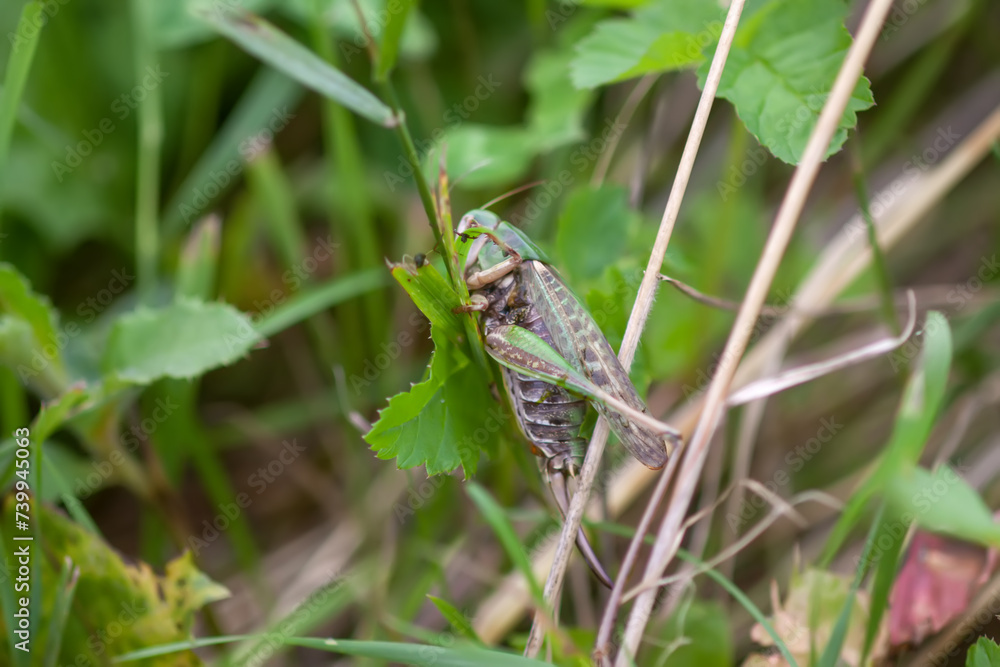Meadow grasshopper on the plants close up. Meadow grasshopper on the plants close up.