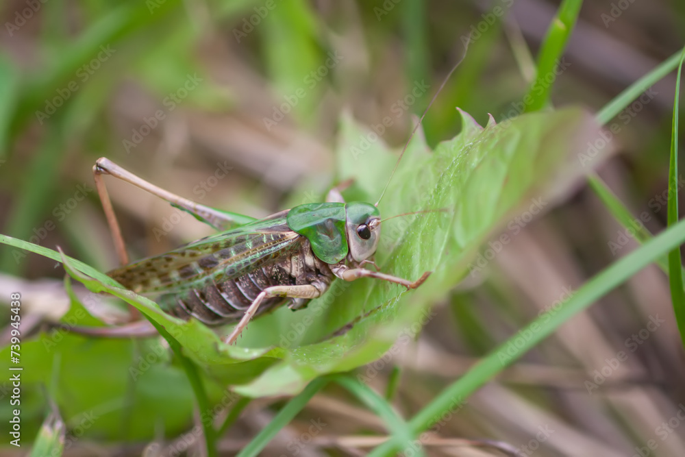 Meadow grasshopper on the plants close up. Meadow grasshopper on the plants close up.