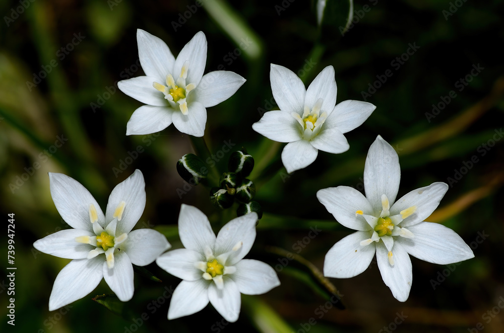 Ornithogalum umbellatum also known as the garden star ofBethlehem, grass lily a perennial bulbous flowering plant. Ornithogalum umbellatum also known as the garden star ofBethlehem, grass lily a perennial bulbous flowering plant.