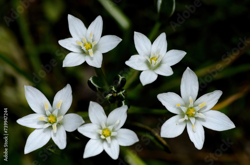 Ornithogalum umbellatum also known as the garden star ofBethlehem  grass lily a perennial bulbous flowering plant.