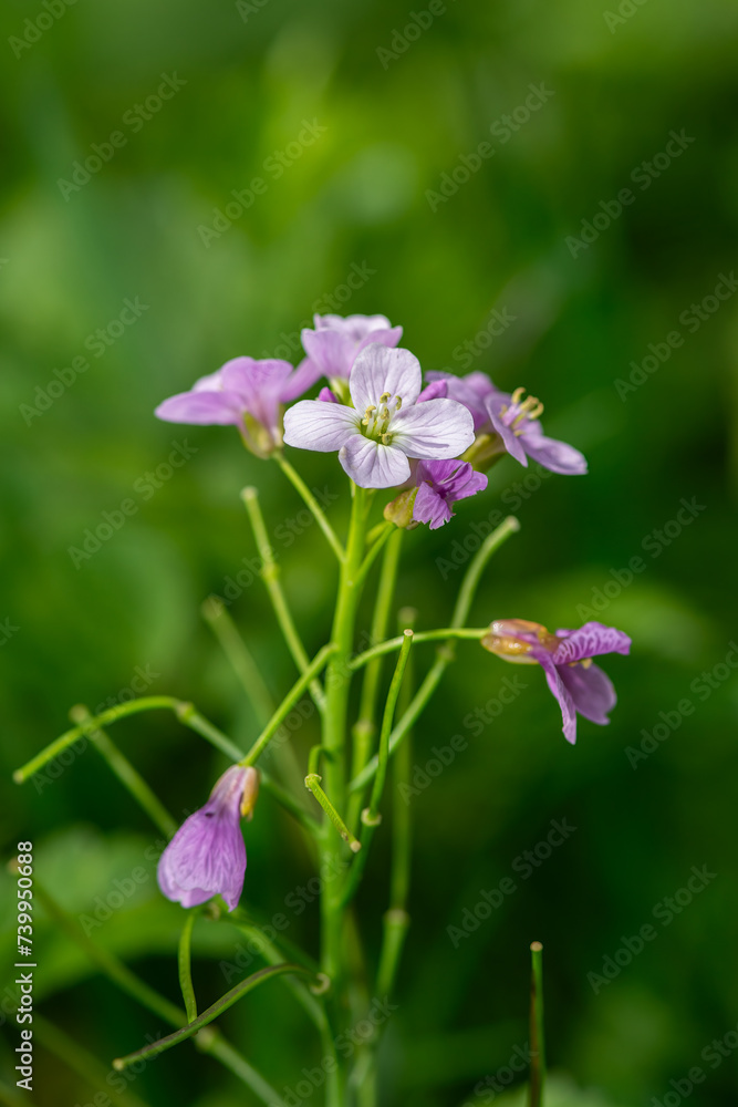 Fototapeta premium Cuckoo Flower or Ladies' Apron - Cardamine pratensis. Pink-white wildflowers in nature.