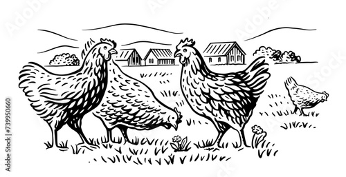 Chicken with countryside landscape. Farm sketch