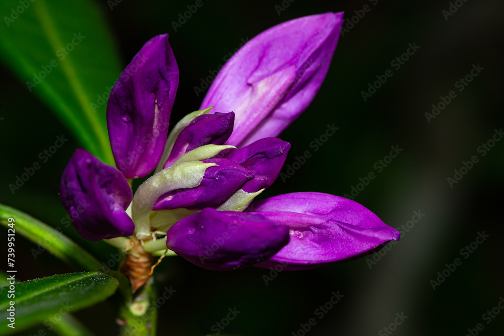 Close-up of a beautiful common Rhododendron (Rhododendron ponticum) flower with dew droplets on petals Close-up of a beautiful common Rhododendron (Rhododendron ponticum) flower with dew droplets on petals