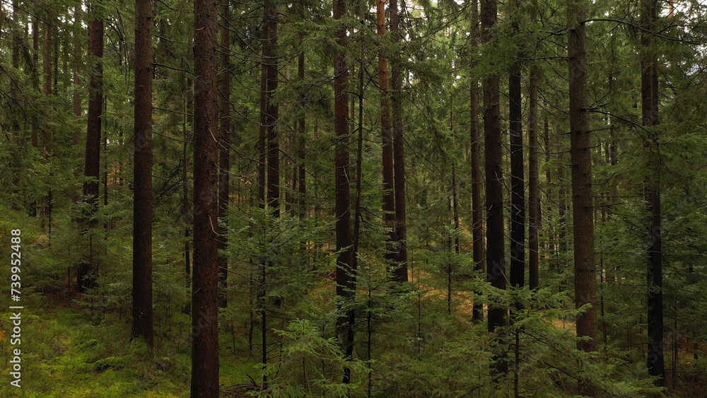 Beautiful green evergreen forest landscape.