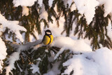 Great tit standing on a snowy branch and looking behind during a golden hour in a wintry forest in Estonia, Northern Europe	