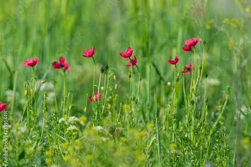 Red-coloured poppy flowers in groups in nature in spring.