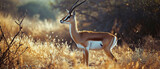 Banner of a gazelle on blured nature background, with empty copy space	
