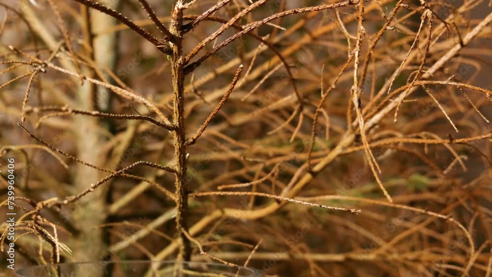 Bare spruce branches. Dried spruce isolated on a brown background. Tree branches after drought. Changing of the climate. Global warming. Bare spruce branches. Dried spruce isolated on a brown background. Tree branches after drought. Changing of the climate. Global warming.