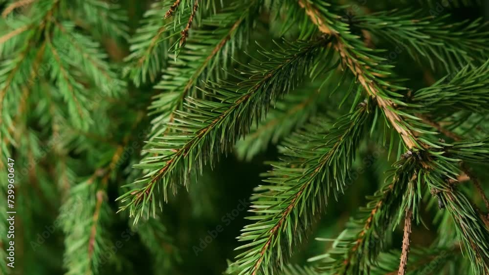 Spruce branch close-up. Fir branch with green needles. Spruce branch close-up. Fir branch with green needles.