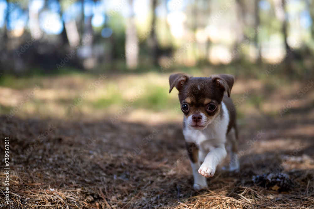 Little Chihuahua's Forest Wanderlust Little Chihuahua's Forest Wanderlust