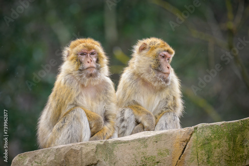 Two Barbary apes sitting in a zoo © Stefan