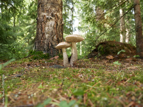 A large birch mushroom has grown after the rain in a forest clearing. Protein food for vegans in a natural environment.
