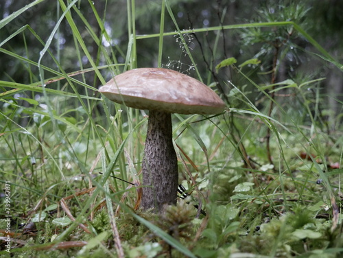 A large birch mushroom has grown after the rain in a forest clearing. Protein food for vegans in a natural environment.