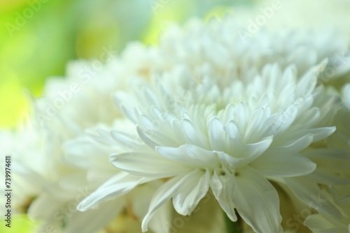 Dew on the petals of a white Chrysanthemum. Fresh flowers in a summer cottage