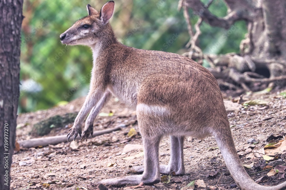 Fototapeta premium Port Douglas, Queensland, Australia