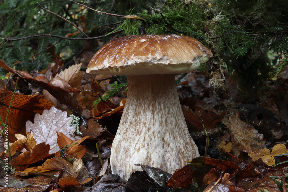 Fototapeta premium cèpe, ou bolet poussant dans les bois à l'automne en Limousin