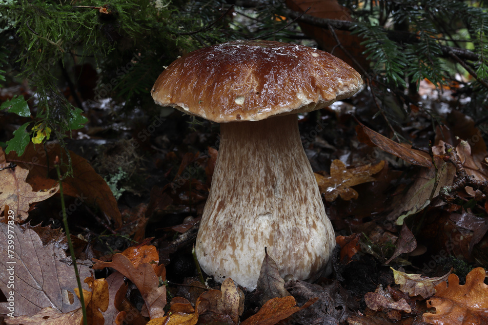 Fototapeta premium cèpe, ou bolet poussant dans les bois à l'automne en Limousin
