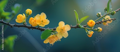 A dainty branch adorned with yellow acaci flowers showcases its delicate beauty against a backdrop of vibrant green leaves.