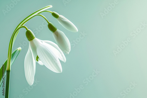 Snowdrop on a light blue background close-up. Macro photography. Background with copy space.