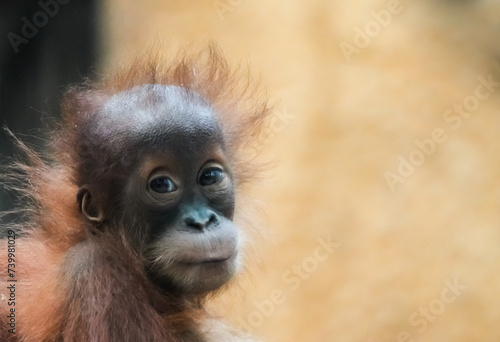 Portrait of a young orangutan baby. Sweet monkey. 
