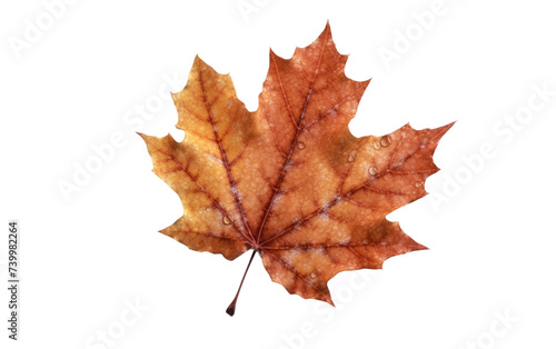 A single maple leaf is shown placed emphasizing its shape and color. Isolated on a Transparent Background PNG.