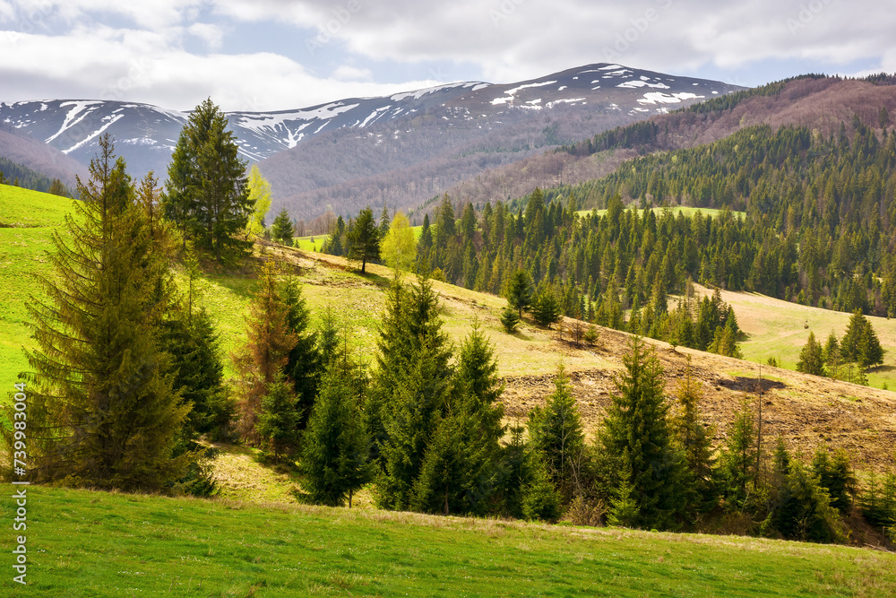 Obraz premium beautiful view of carpathian countryside in spring. mountainous rural landscape of ukraine with forested rolling hills and grassy meadows on a cloudy day in dappled light