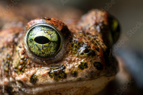 Extreme close-up of a natterjack toad's eye, highlighting the intricate iris pattern and textured skin photo