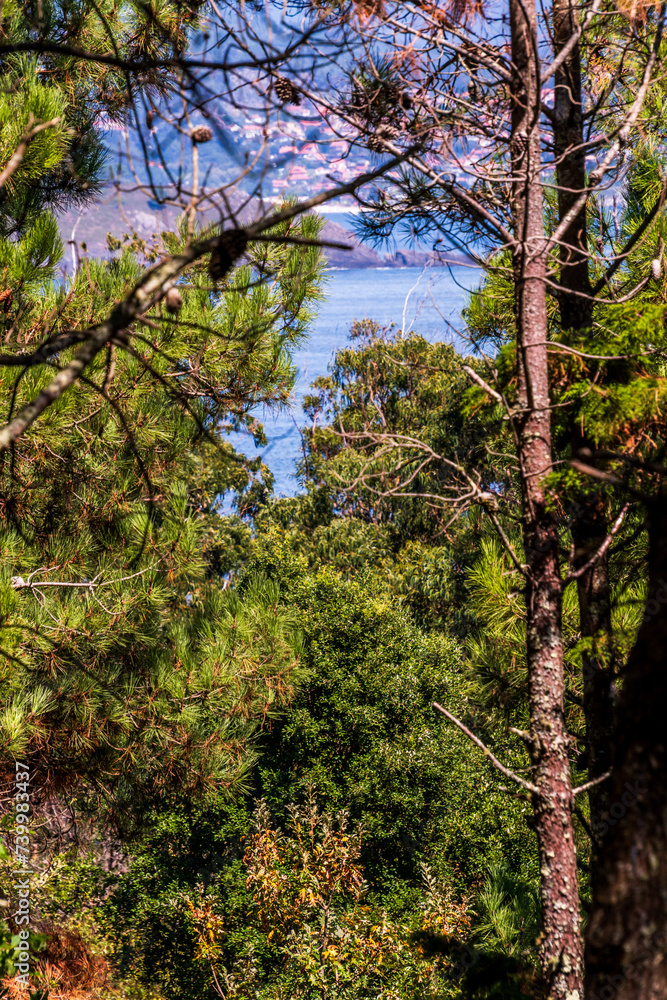 Flora en las Islas Cíes, Galicia.