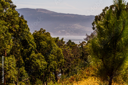 Flora en las Islas C  es  Galicia.