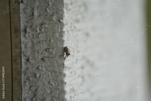 close up of a bug (wants) on a white wall with relief