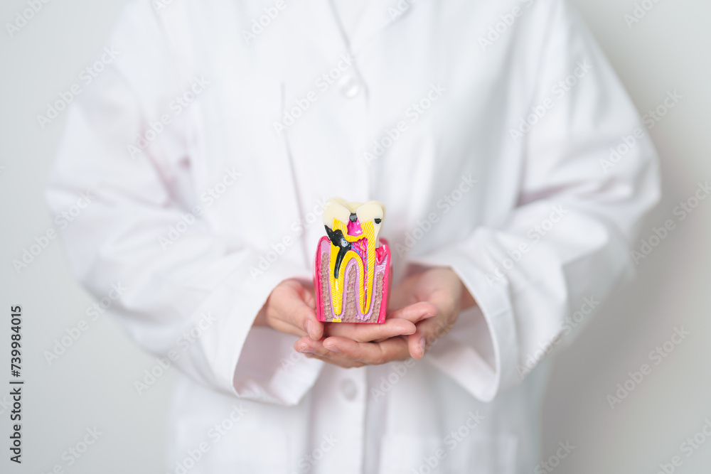 Dentist with tooth Anatomy model. Oral Teeth decay and disease, Scrape off tartar. March Oral health, Dentist Day, False Teeth. Toothache and Children Dental Health Month and Orthodontic Health Day Dentist with tooth Anatomy model. Oral Teeth decay and disease, Scrape off tartar. March Oral health, Dentist Day, False Teeth. Toothache and Children Dental Health Month and Orthodontic Health Day