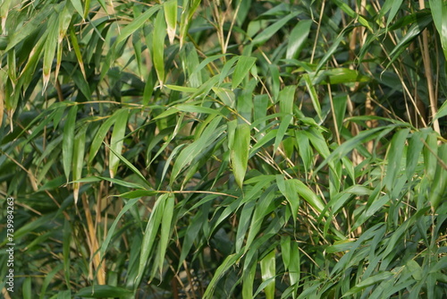 bamboo leaves and plant in the sun, bamboo foliage background backdrop