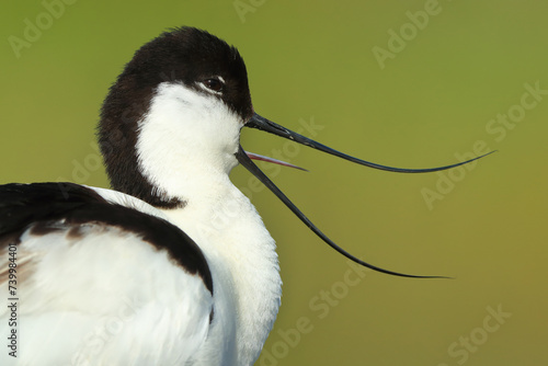 Close-up of avocet (Recurvirostra avosetta) in natural habitat photo