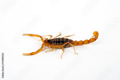 Field Scorpion // Feldskorpion  (Buthus elongatus) - Spain