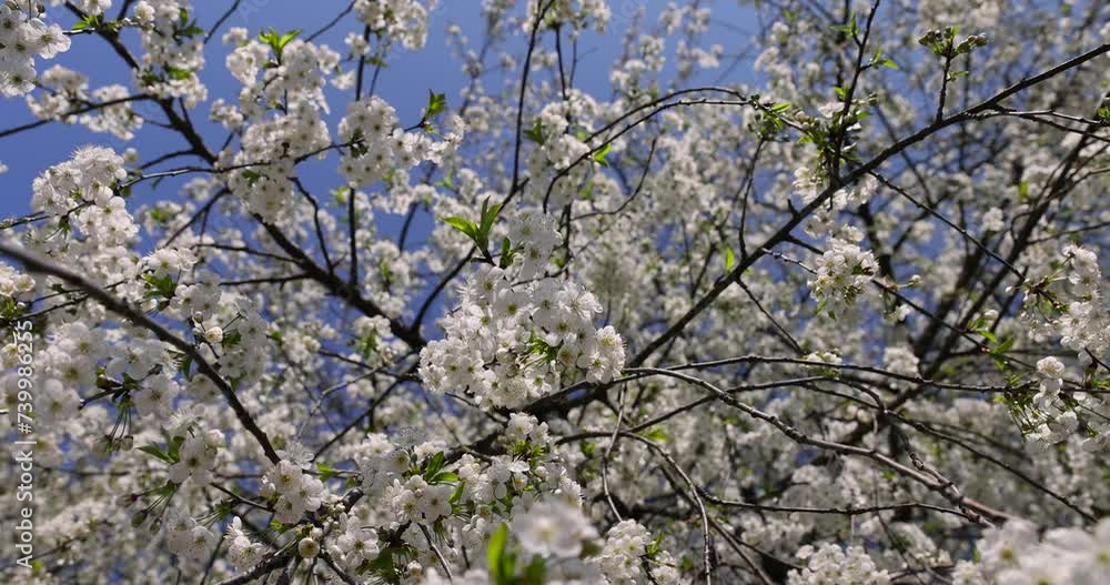 cherry blossom tree in spring, spring garden with cherry blossoms in sunny weather