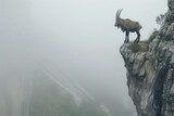 lone ibex on cliff overlooking a misty valley below