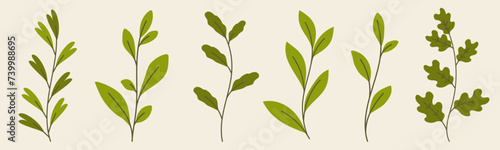 Set of hand drawn branches isolated on white background.Beautiful doodle collection of leaves. Vector flat leaves