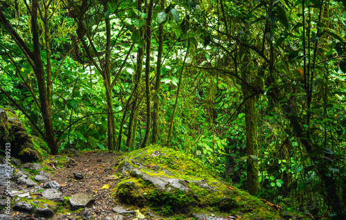 Jungle in the El Arenal National Park  Costa Rica