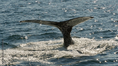 Whale watching   safj  r  ur  Iceland  sequence 04 